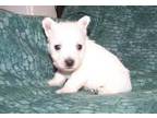 sweet west highland terrier puppies for a good home....