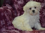 Shichon Puppy for Sale 